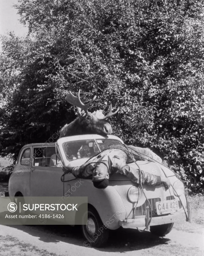 1940S 1950S Moose Driving Car With Man Strapped Tied To The Hood