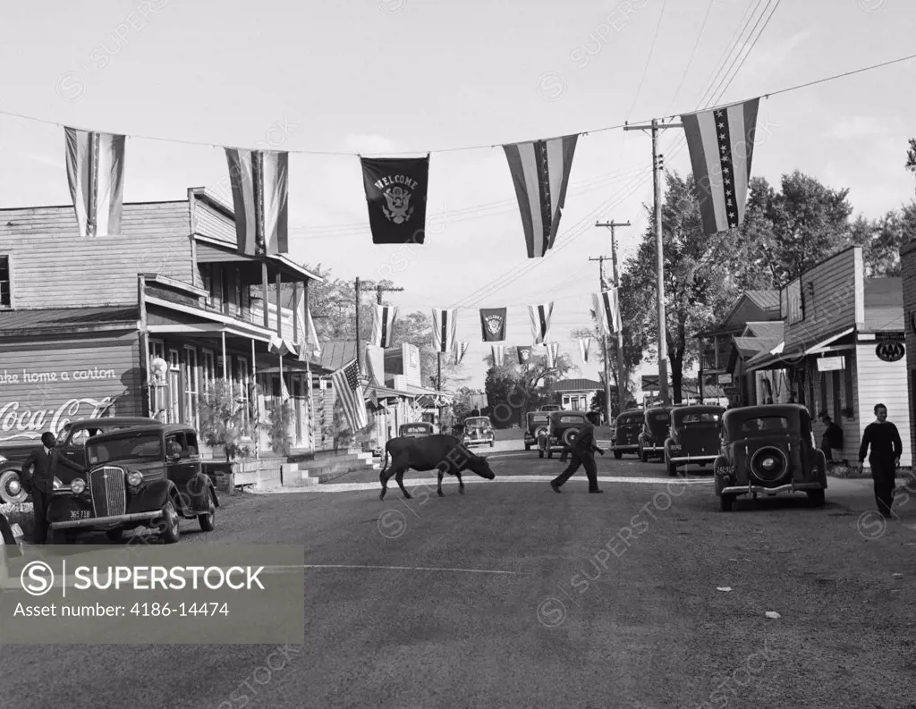 1930S Main Street Small Town With Flags Flying & Cow Crossing Street