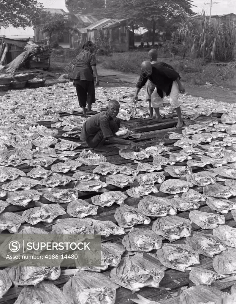 1920S 1930S Group Malaysian Workers In Penang Drying Fish Dried Food Fishing