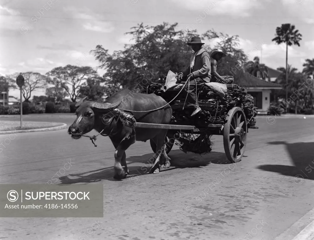 1930S Two Native Men Riding On A Loaded Water Buffalo Cart Manila Philippines