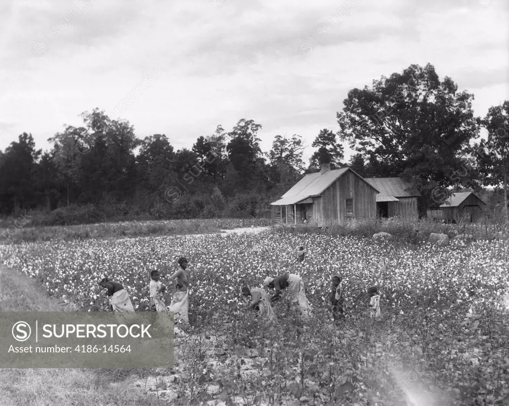 1930S African-American Family On Tenant Farm Picking Cotton In South Carolina