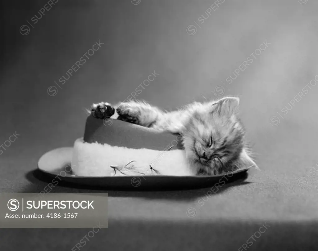 1960S Cat Curled Up And Asleep On A Angler'S Hat With A Sheepskin Band And Fishing Flies Sleeping Cute Funny