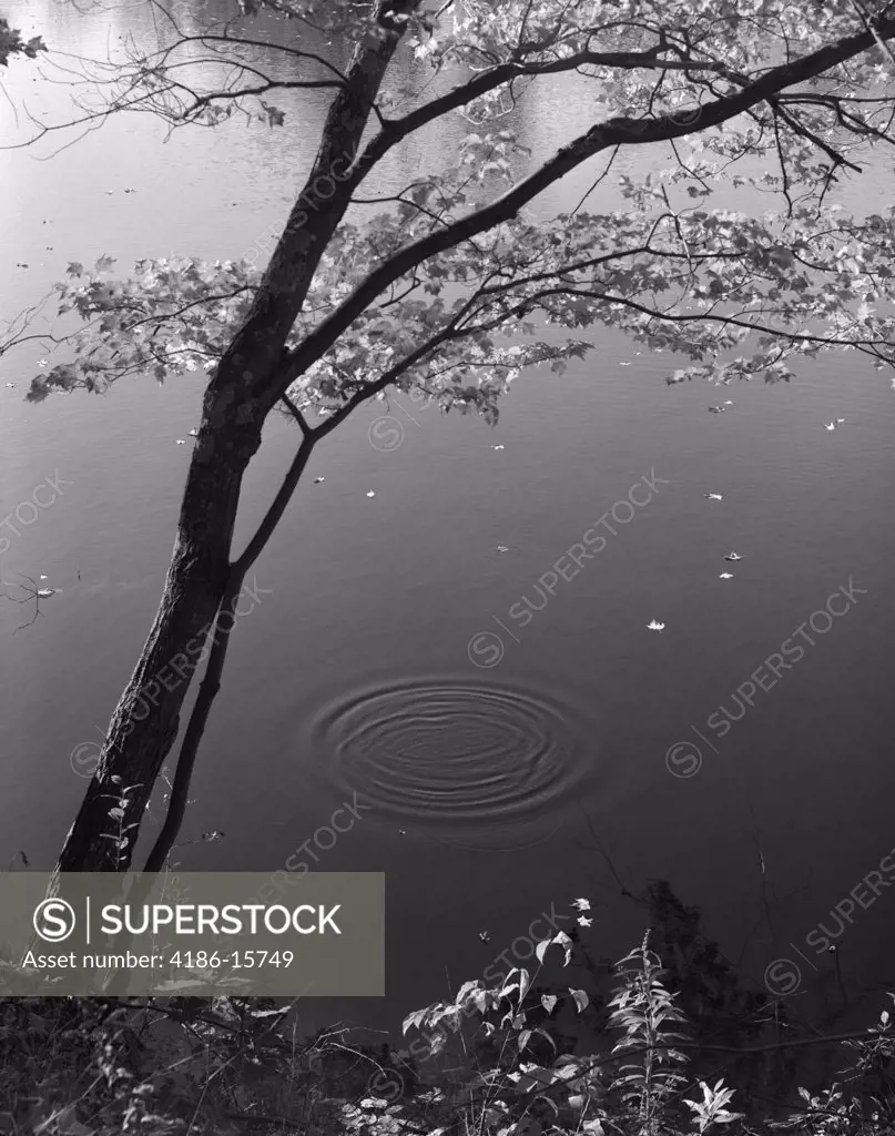 Autumn Tree By Bank Of Pond Concentric Circles In The Water Ripple Effect Nature Leaves