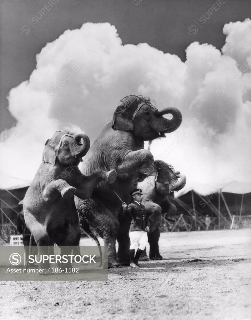 1930S Circus Trainer In Front Of 3 Elephants Elephas Maximus Indicus Standing On Hind Legs