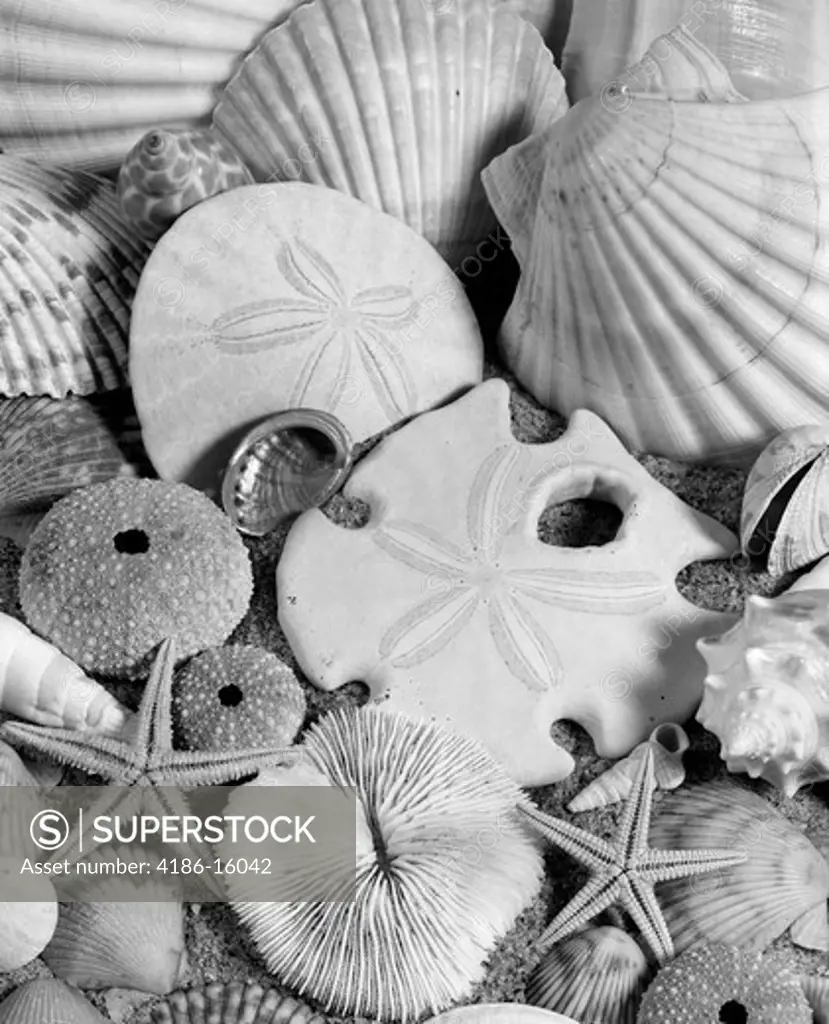 1980S Assortment Of Seashells Sand Dollars Coral & Starfish On Sand