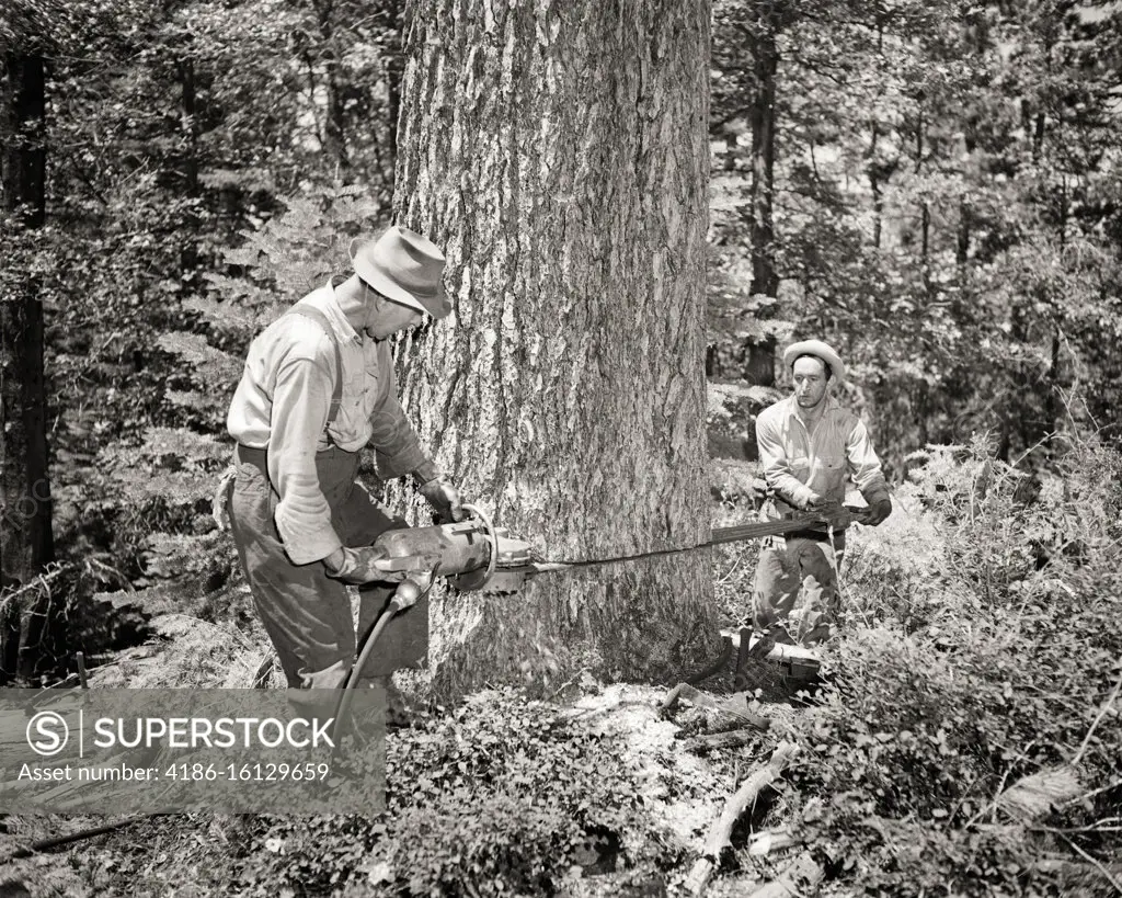 1930s 1940s 1950s TWO MEN LUMBERJACKS WORKING TOGETHER USING COMPRESSED AIR PNEUMATIC CHAIN SAW TO CUT AND FELL A LARGE TREE 