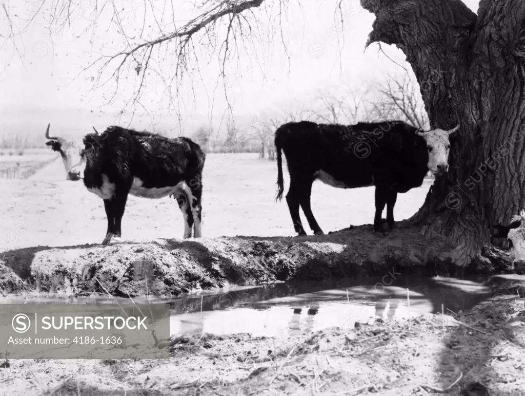 Two Hereford Cattle Back To Back Heads Turned To Face Camera Standing By Water New Mexico