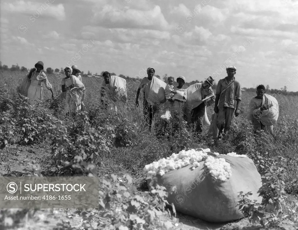 1930S Group Of African American Workers With Bags Of Cotton In Field Louisiana Outdoor