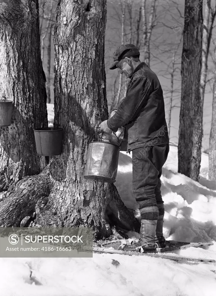 1930S 1940S Man Tapping Maple Sugar Trees In Maine