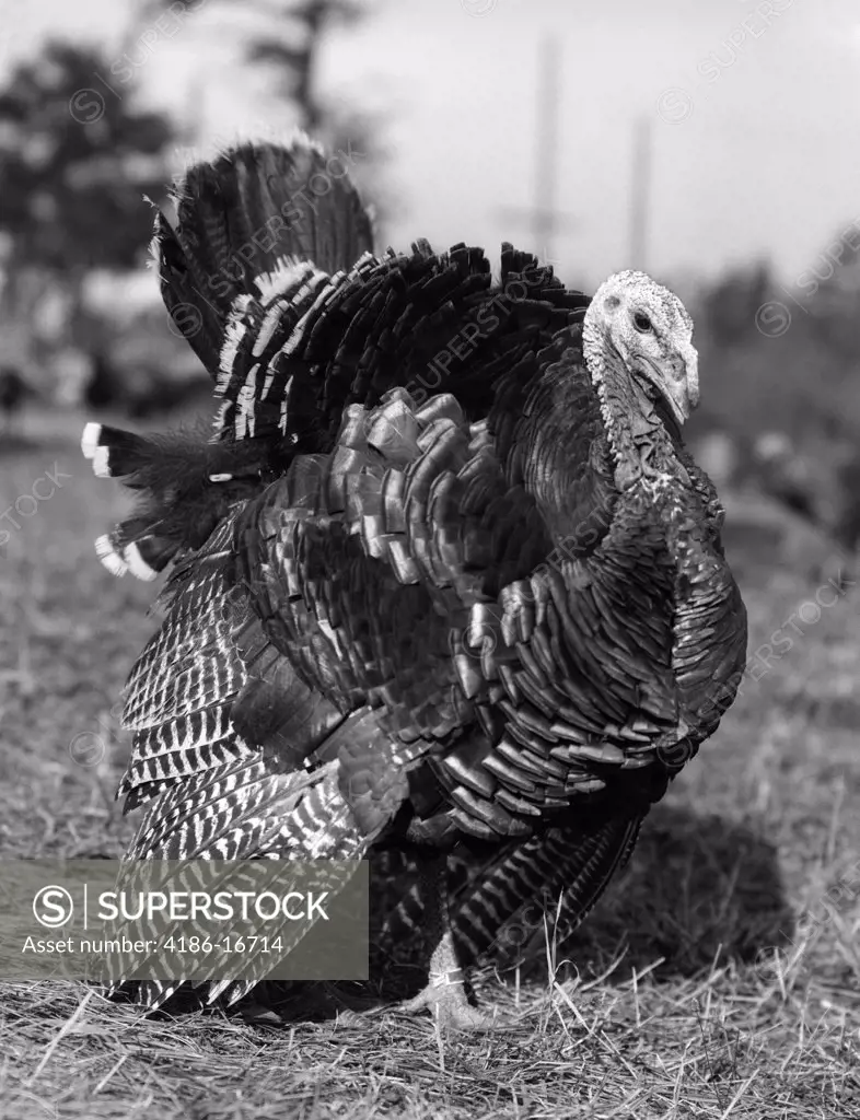 1920S 1930S Wild Turkey Displaying