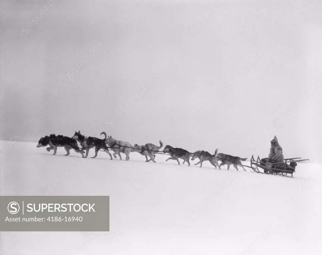 1920S 1930S Dog Leading Sled Dogs Using Harnesses To Pull Rider Musher Through Treacherous Winter Snow Conditions