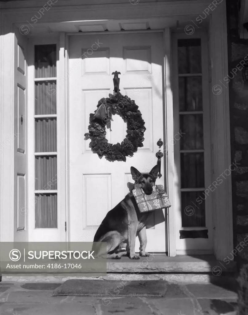 1930S German Shepherd Dog Sitting Front Door Stoop Porch Holding Package Gift Present