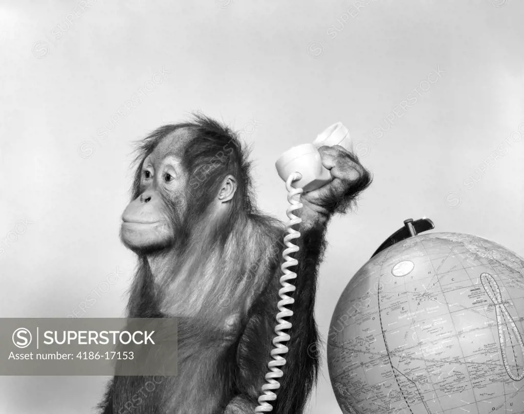 1960S Orangutan Sitting Next To Globe With Telephone Receiver In Hand
