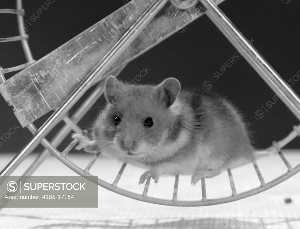 Hamster Running On Exercise Wheel