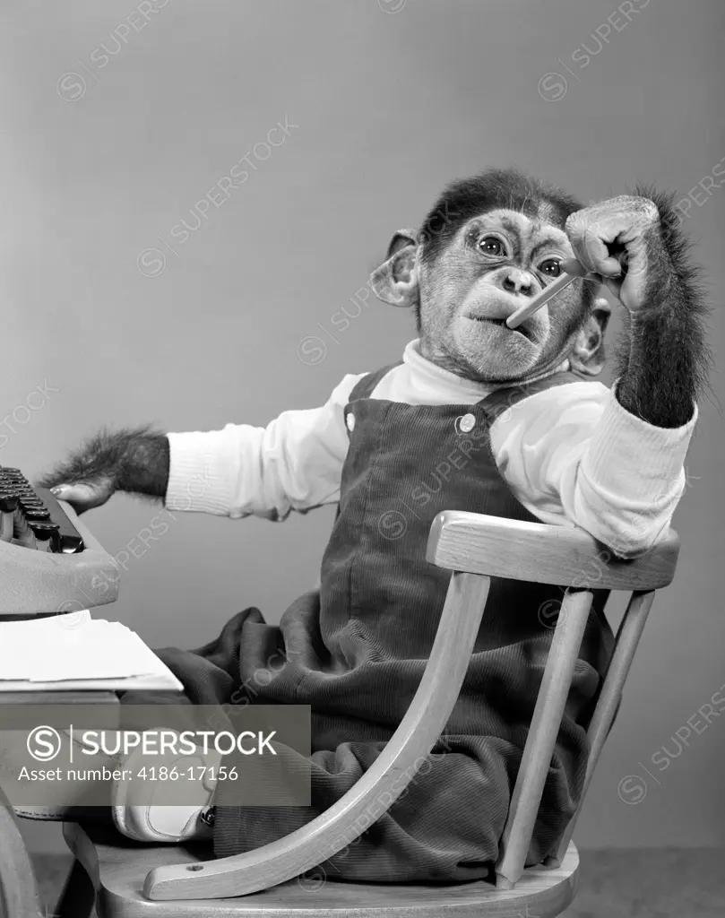 1950S Chimpanzee In Overalls Sitting In Chair At Typewriter Putting Pencil Eraser In Mouth