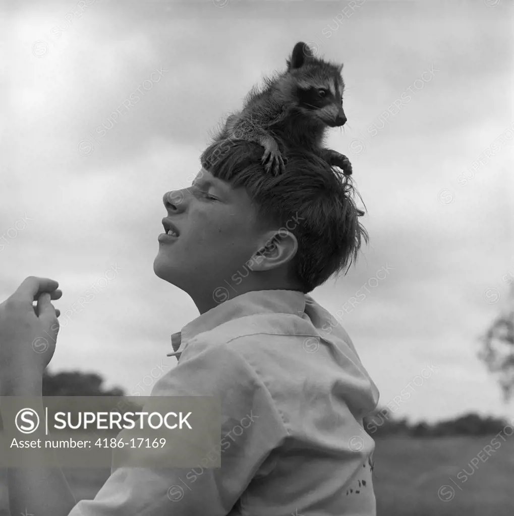 1950S Raccoon Sitting On Boys Head Stunt Funny Pet