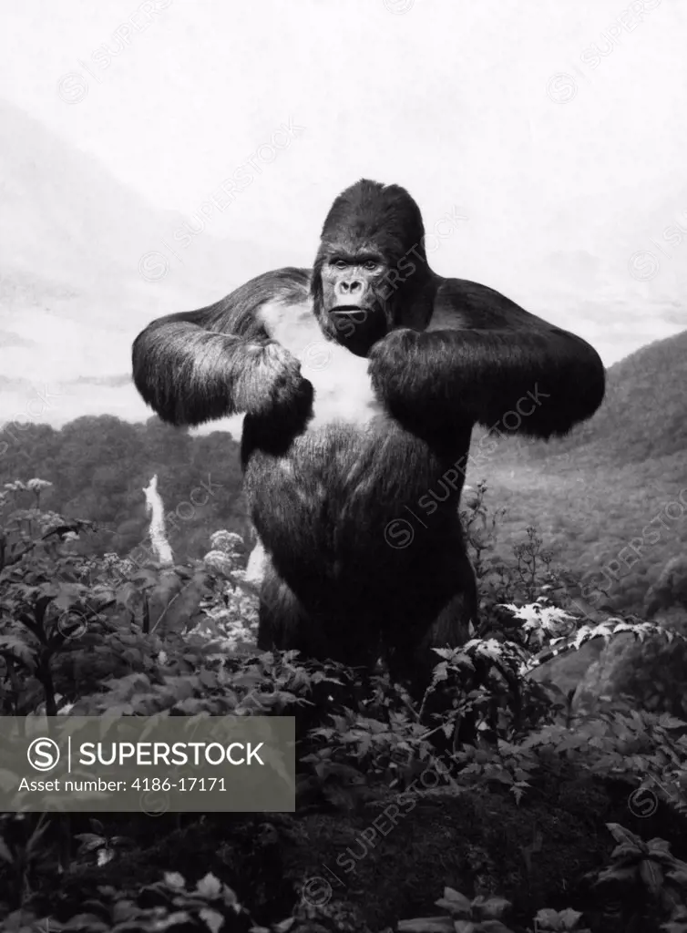 1940S Stuffed Gorilla Gorilla Gorilla Towering Above Jungle Beating Chest In Diorama
