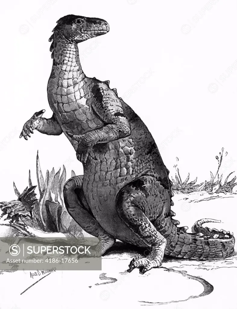 Engraving Of Dinosaur Iguanodon