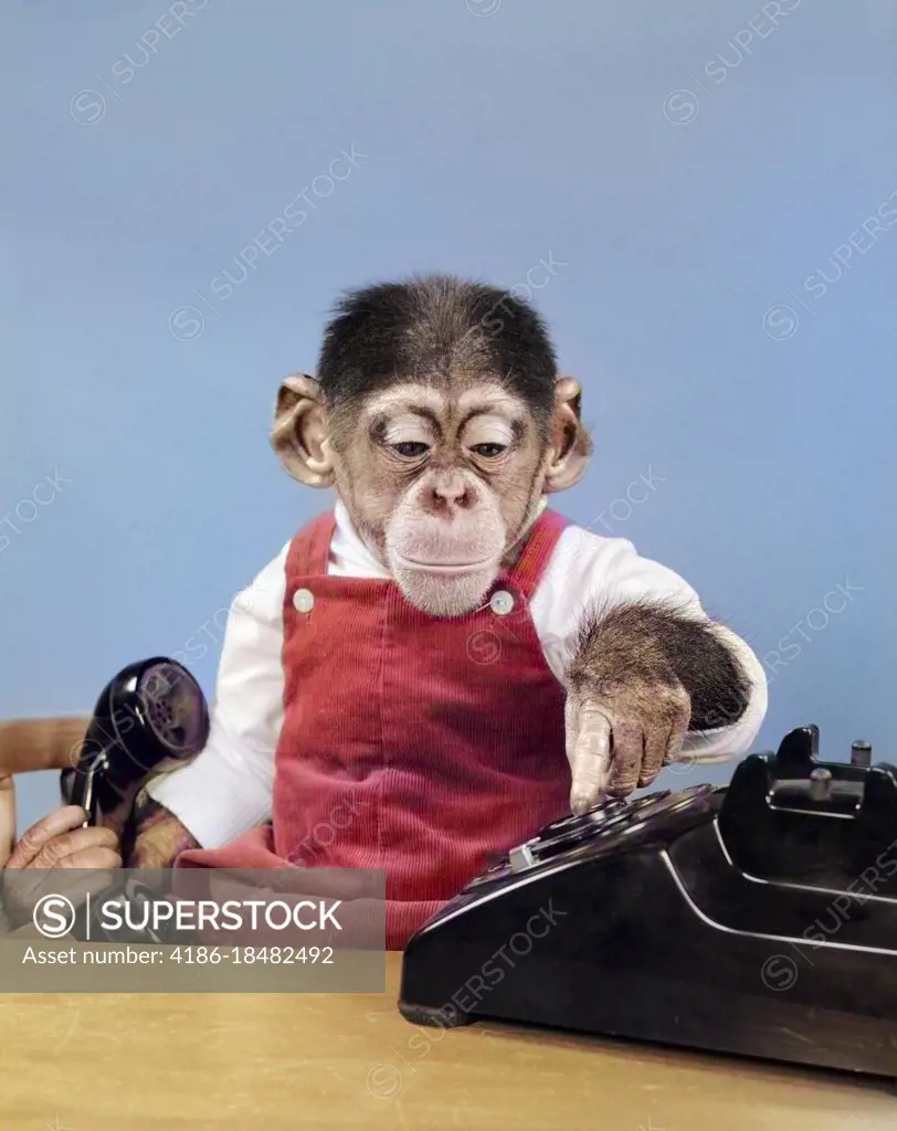 1950s CHIMPANZEE IN OVERALLS DIALING PHONE HOLDING RECEIVER IN