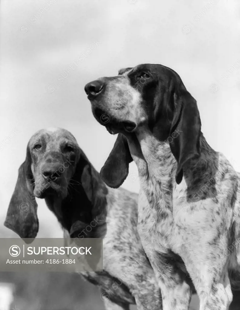 1930S Portrait Two French Foxhounds Hunting Dog Long Ears Dogs Fox Hound Hounds