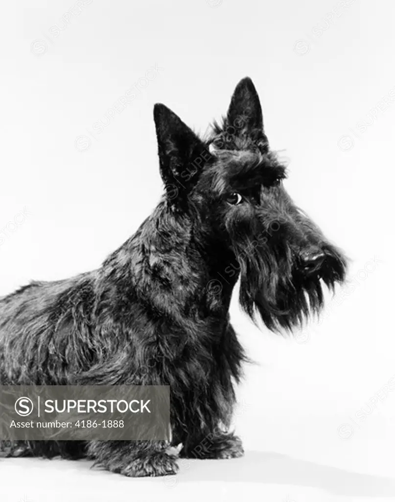 Black Scottie Scottish Terrier Dog With Head Slightly Tilted Looking At Camera