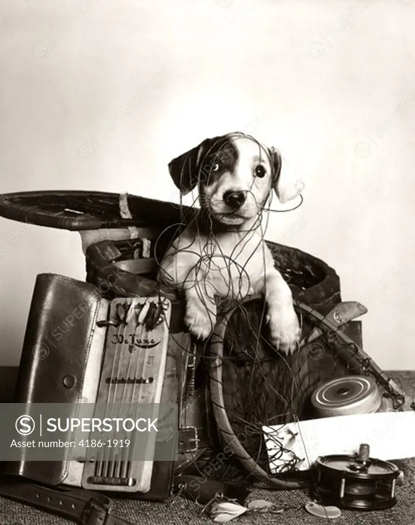 1950S Dog Popping Out Of Basket Tangled In Fishing Equipment