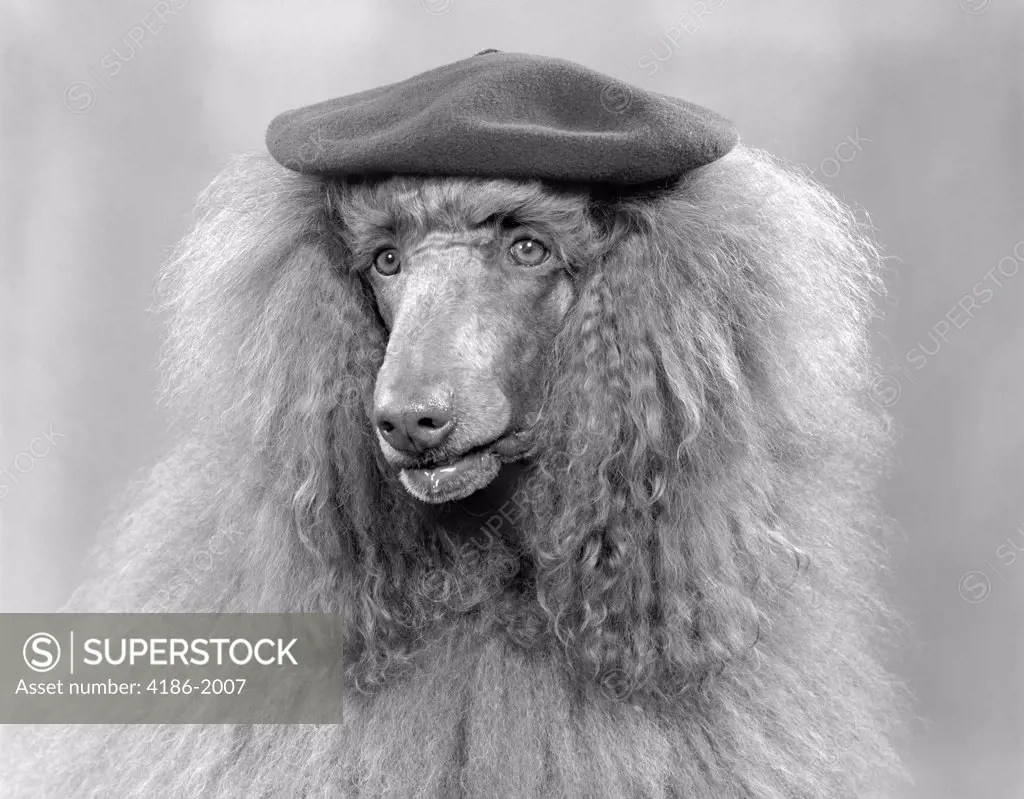 French Poodle Wearing Beret Indoor