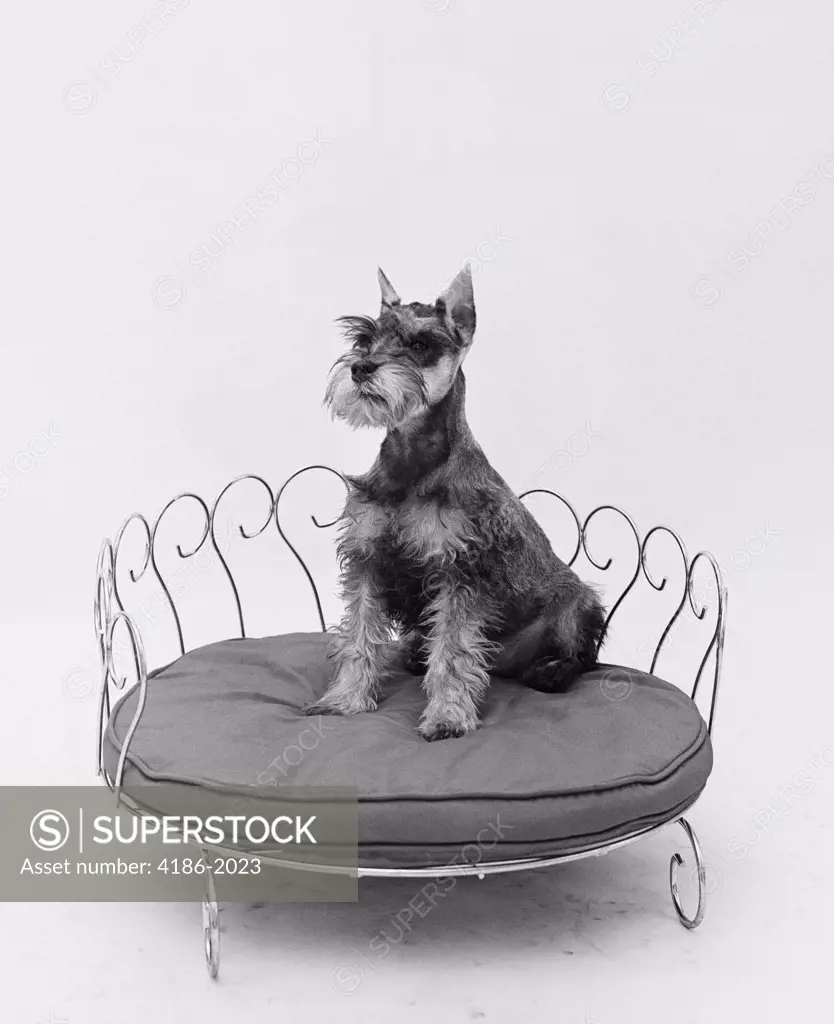 1950S Schnauzer Dog Sitting Prettily Posed In Brass Doggie Bed