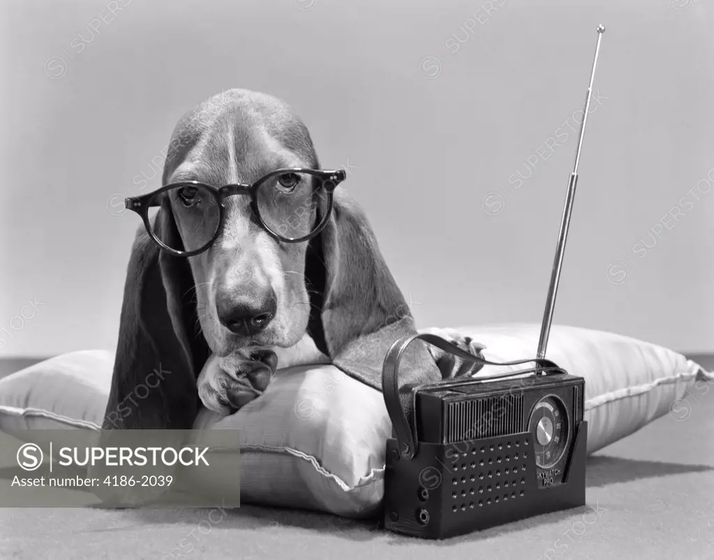 Basset Hound Wearing Eye Glasses On Pillow Listening To Transistor Radio Character
