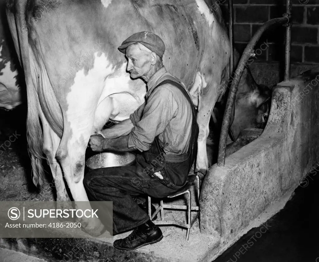 1940S Elderly Farmer In Overalls Milking Guernsey Cow