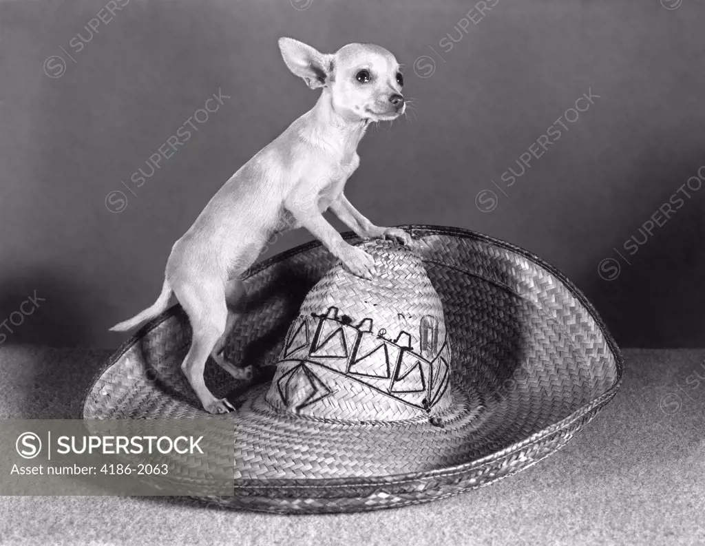 Mexican Chihuahua Standing On Top Of A Straw Sombrero Tiny Small Dog Big Hat