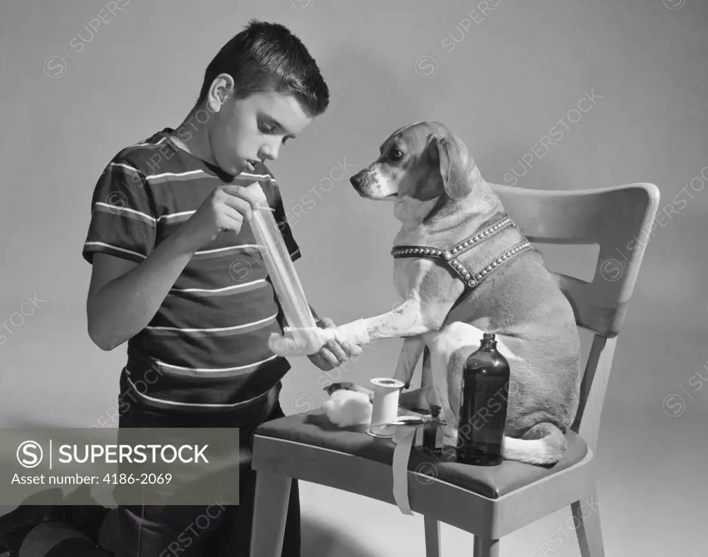 1950S Dog On Chair With Paw Being Bandaged By Boy