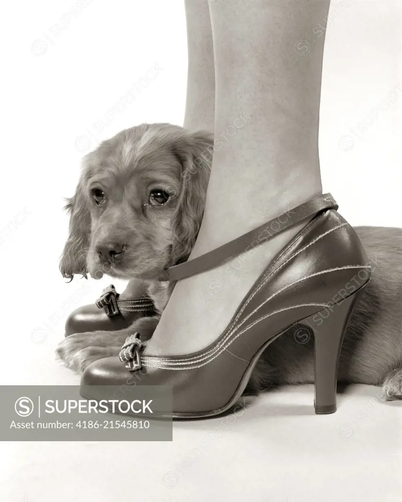 1930s 1940s SHY YOUNG PUPPY DOG LOOKING OUT FROM BETWEEN LEGS OF YOUNG WOMAN WEARING HIGH HEEL SHOES