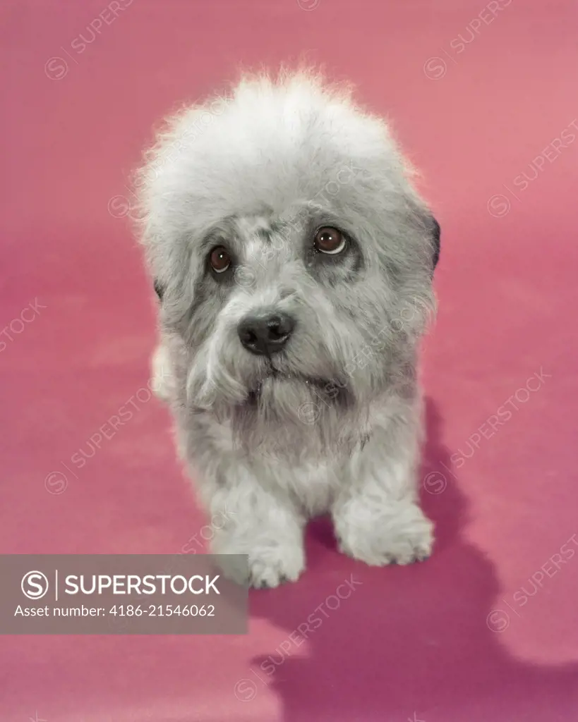DANDIE DINMONT TERRIER DOG GRAY OR PEPPER COLORED SADLY LOOKING UP