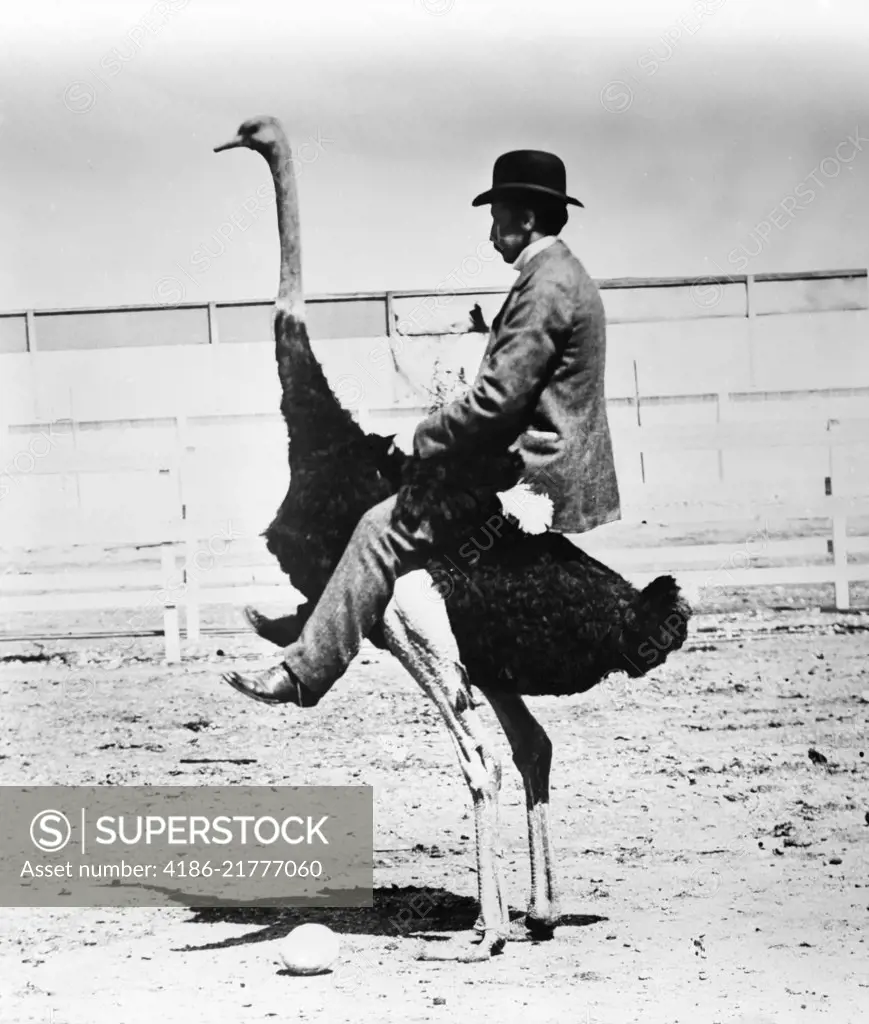 1920s MAN WEARING BOWLER HAT RIDING ON BACK OF OSTRICH