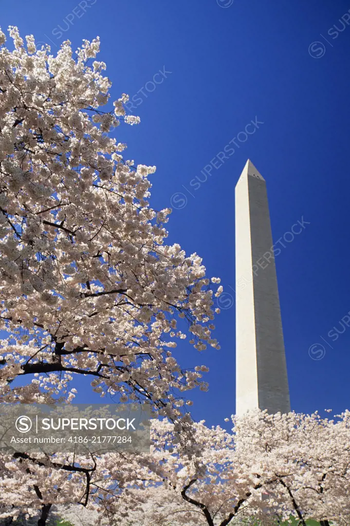 WASHINGTON MONUMENT WITH CHERRY BLOSSOMS WASHINGTON DC USA