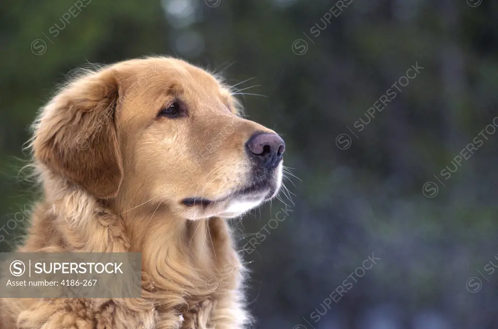 1990S Portrait Golden Retriever Dog