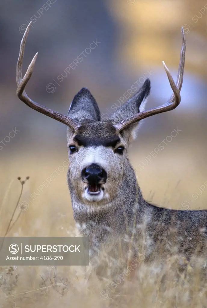 Mule Deer Odocoileus Hemionus Buck Rocky Mountain National Park Looking At Camera