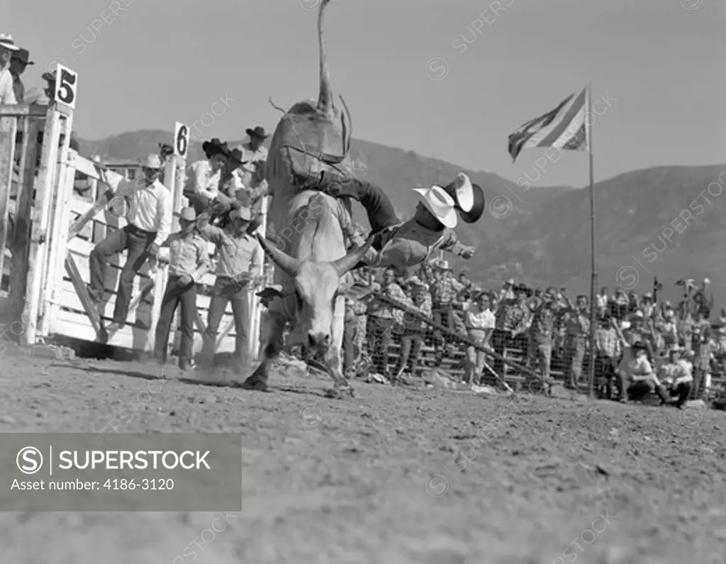 1950S Man Falling Off Bull Rodeo Event Bull Riding Rider Cowboy