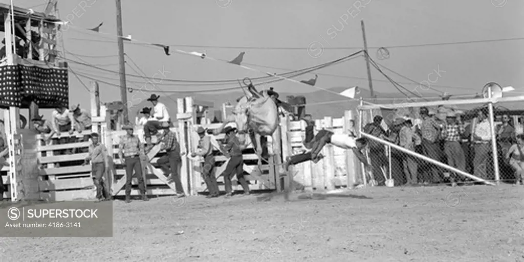 1950S Cowboy Falling Off White Bucking Bronco Horse Barstow Rodeo 1953 Danger Accident Balance Fall