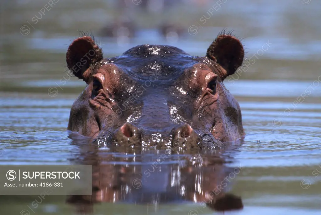 Hippopotamus Hippopotamus Amphibius Peering Out From Water East Africa Looking At Camera