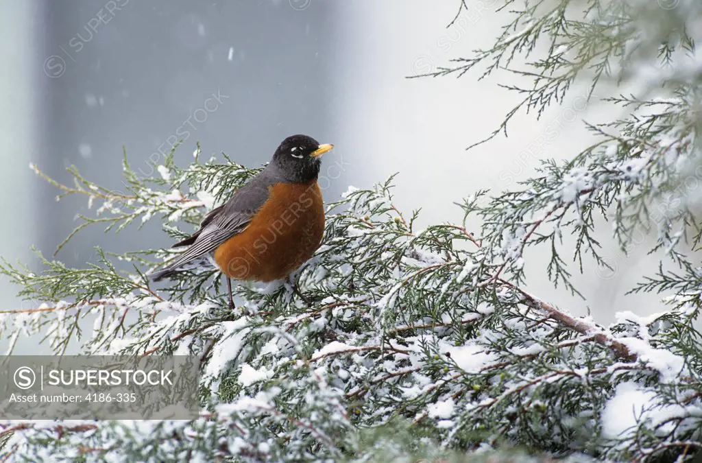 First Robin Of Spring On Snow Covered Juniper Branch Turdus Migratorius