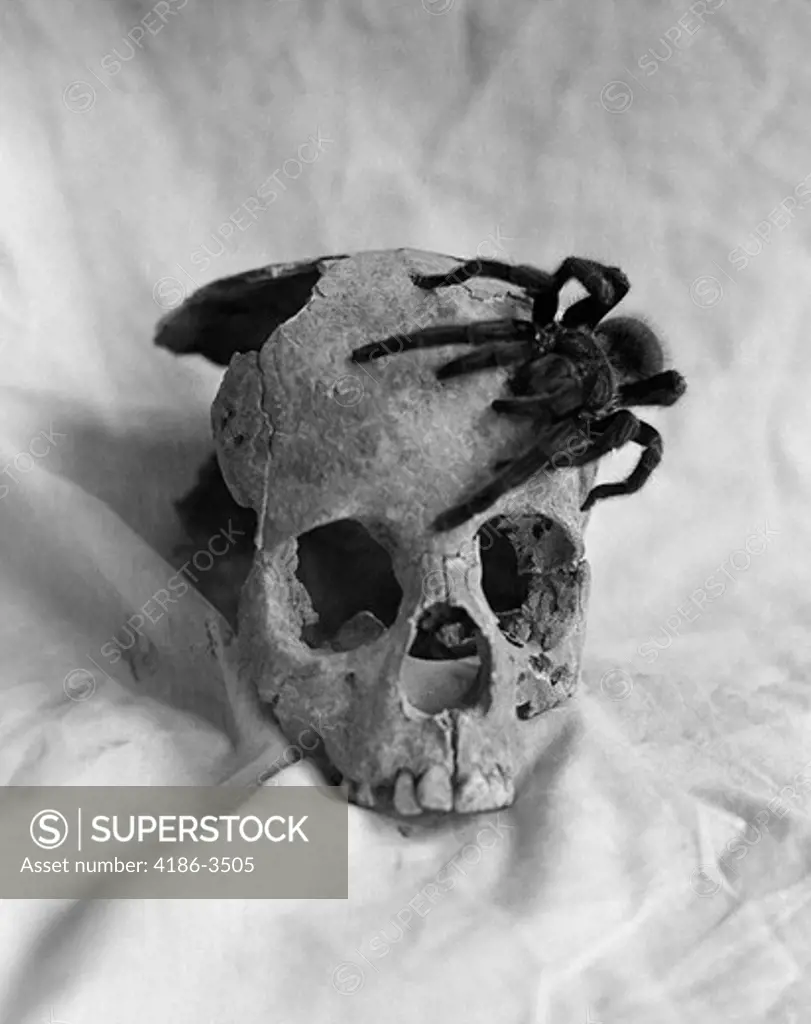Still Life Of Tarantula Crawling On Skull Indoor