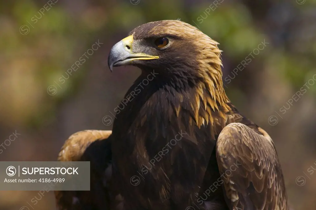Golden Eagle Aquila Chrysaetos