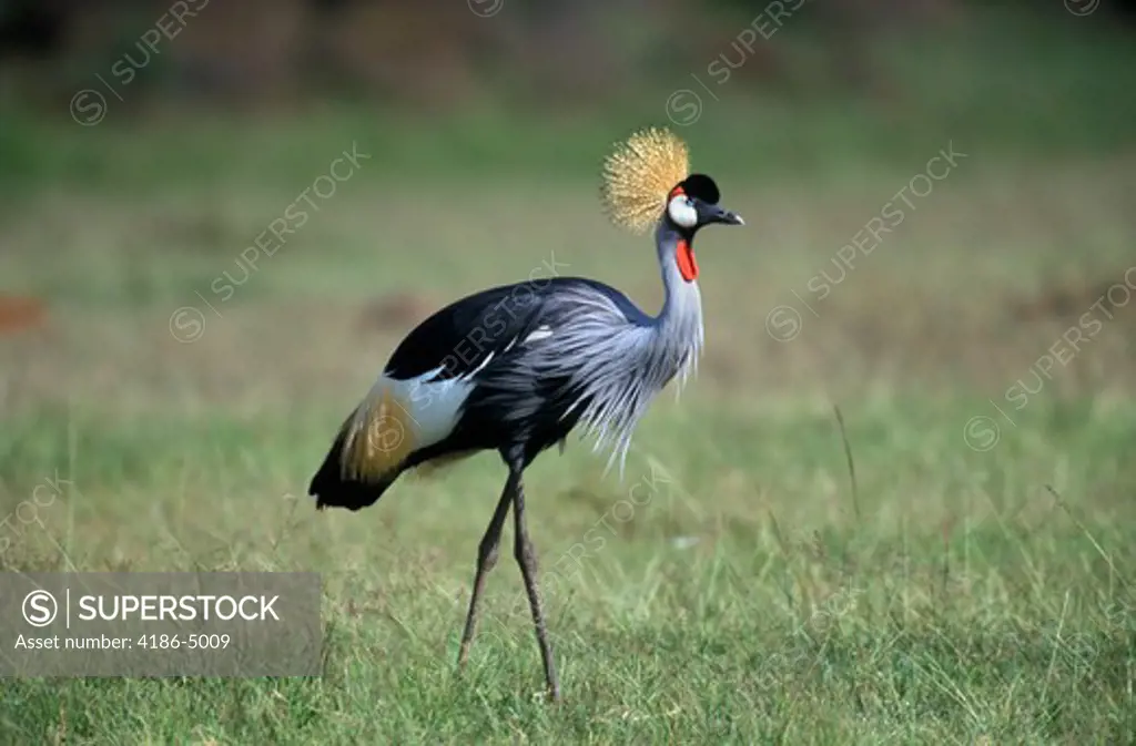 Kenya Masai Mara National Reserve Crowned Crane