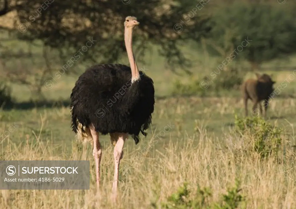 Ostrich Standing In Tarangire National Park Tanzania Africa