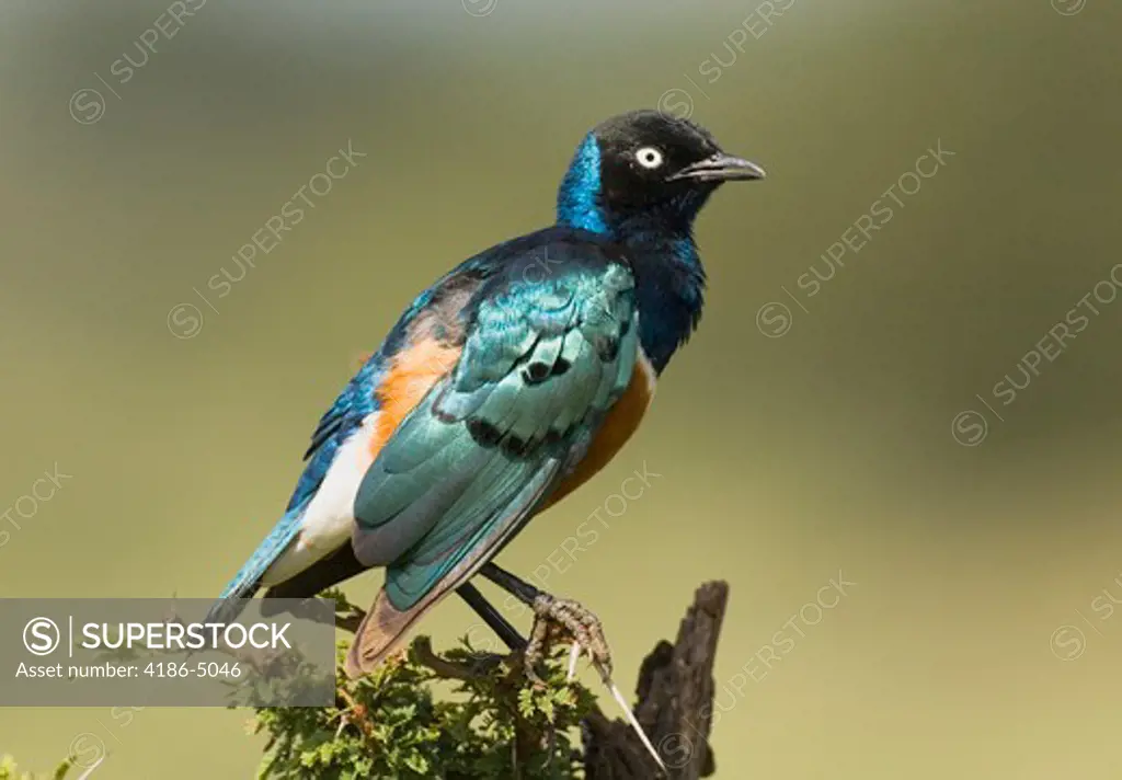 Colorful Superb Starling Tarangire National Park Tanzania Africa