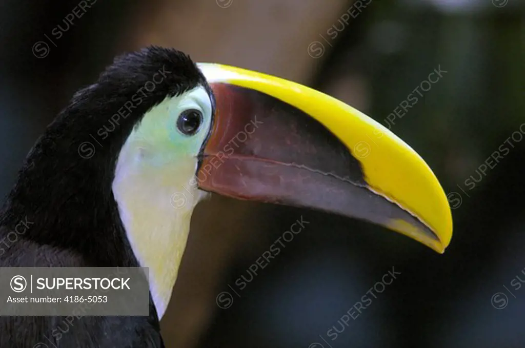 Bird With Large Beak Chestnut Mandible Toucan