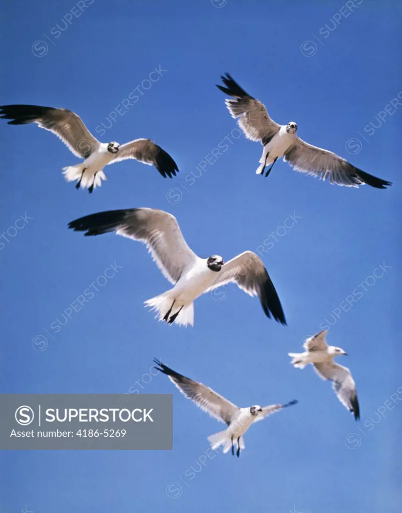 A Colony Screech Flock Or Squabble Of Seagulls Hovering In Sky