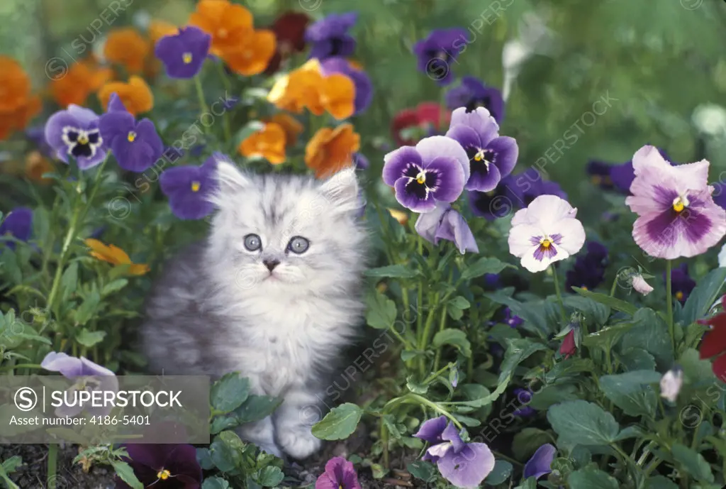 Shaded Silver Persian Kitten In Garden With Pansies